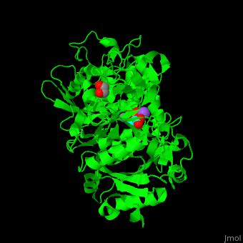 Phosphoenolpyruvate carboxykinase - Proteopedia, life in 3D