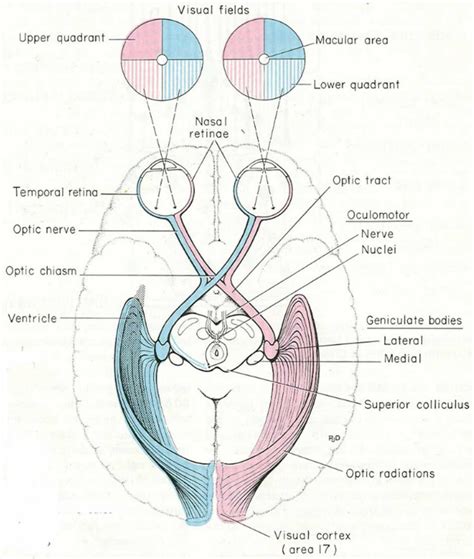 Quadrantanopia definition and causes