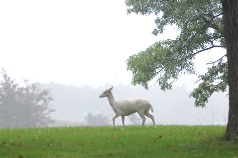 File:White deer argonne.jpg - Wikipedia