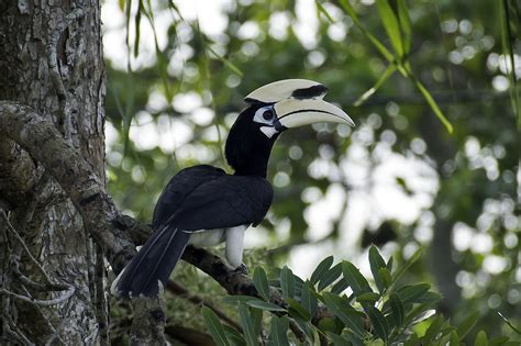 A Malaysian Birder: Hornbills of Peninsular Malaysia