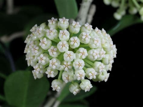 Hoya pachyclada (Wax Plant) | World of Succulents