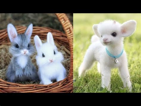 Cutest baby animals Videos Compilation Cute moment of the Animals - Cutest Animals #4 - Feeling ...