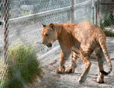 Liger Cubs vs Tiger Cubs - Growth & Weight