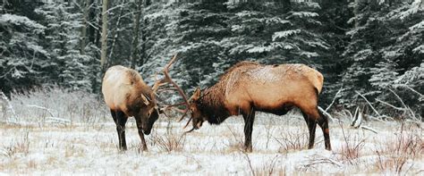 Where to See Wildlife In Banff | Discover Banff Tours