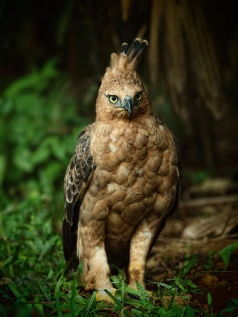 Gambar Burung Elang Jawa Elang Garuda Hewan Punah Terancam Botak Simbol ...