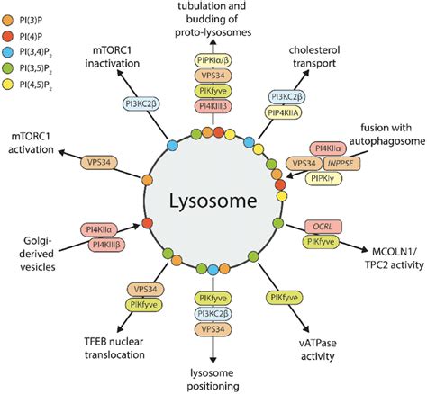 Lysosomal Enzymes List And Their Function Biology Brain, 59% OFF