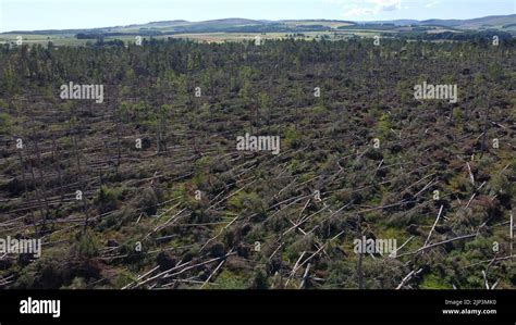 Aerial view of widespread damage to woodland on the outskirts of Edzell in Angus, Scotland, UK ...