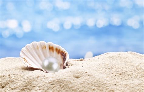 Photo Wallpaper Shell, Pearl, Sunshine, Beach, Sea, - South Sea Pearl Background - 1332x850 ...