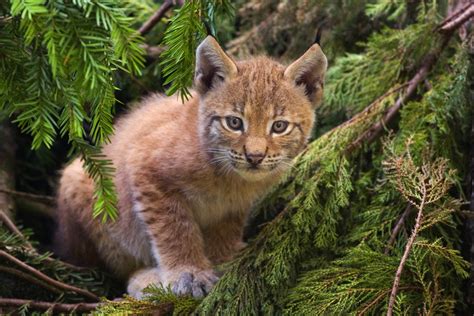 File:Lynx kitten.jpg - Wikimedia Commons