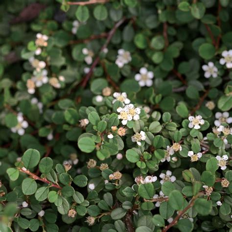 Order Cotoneaster Shrubs Online