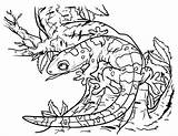 Free Gecko coloring Page Download It From Https//museprintablescom  sketch template
