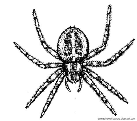 Spider Clipart Black And White | Amazing Wallpapers