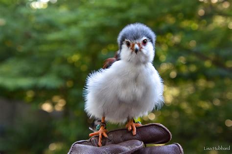 African Pygmy Falcon - Cincinnati Zoo & Botanical Garden