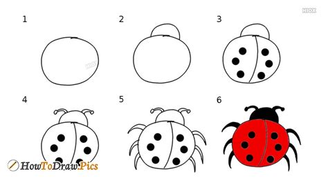 Ladybug Drawing Step By Step at PaintingValley.com | Explore collection ...