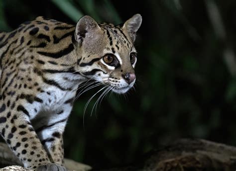 Texas ocelots may get boost from breeding, environmental protection ...