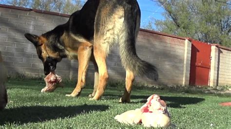 German Shepherd Raw Food - YouTube