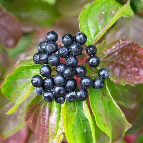 Dogwood berries © David P Howard cc-by-sa/2.0 :: Geograph Britain and Ireland