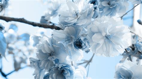 Blue Flowers wallpaper | 1920x1080 | #39957