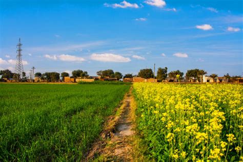 1,600+ Punjab Fields Stock Photos, Pictures & Royalty-Free Images - iStock