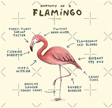 "Anatomy of a Flamingo" by Sophie Corrigan | Redbubble