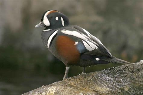 Free picture: harlequin, duck, waterfowl, bird, histrionicus histrionicus