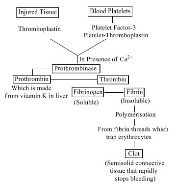 When thromboplastin is released in humans? | Filo