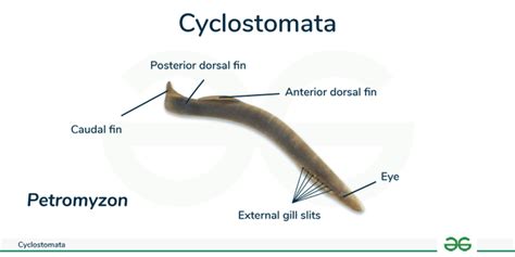 Cyclostomata - Characteristics, Classification, & its Examples - GeeksforGeeks