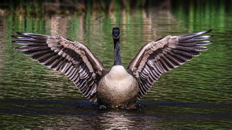 Photographing Wildlife with the Canon EOS R6 – Behind The Shot