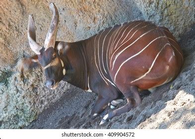 Mindoro Dwarf Buffalo Bubalus Mindorensis Resting Stock Photo 408742654 ...