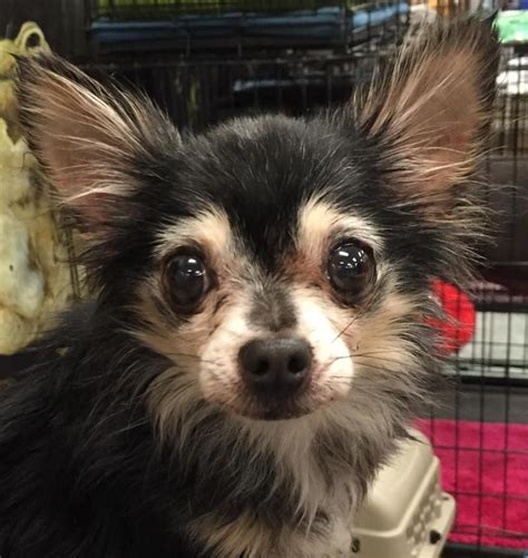 Adopt Precious on Petfinder | Small dog rescue, Chihuahua dogs, Chihuahua