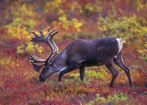 Alaska Magazine | Caribou Antlers: A Means of Seduction