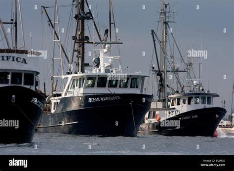 Fishing boats fishing for pacific herring in Strait of Georgia (Salish ...