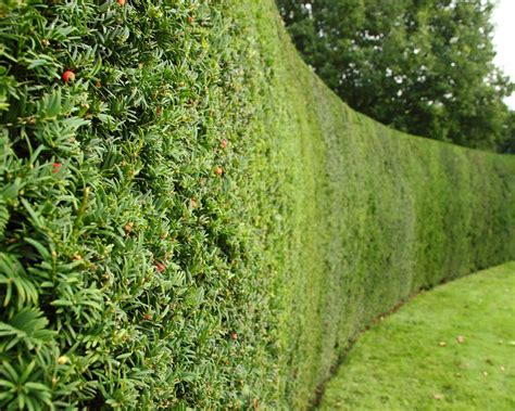 The best living fence plants, according to experts | Gardeningetc