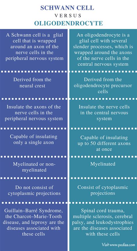 Difference Between Schwann Cell and Oligodendrocyte | Definition ...