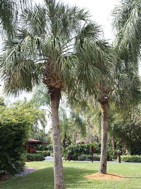 Cabbage Palmetto Palm Tree (sabal palmetto) – Urban Perennials