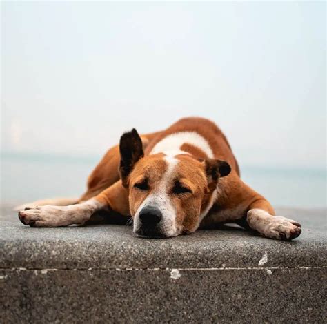 Autoimmune Disease in Dogs: Causes, Symptoms, and Treatment - ilovedogscute.com