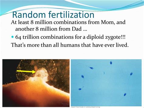 Meiosis and genetic variation - ppt download