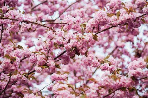 Close up of pink blossoms on tree branches in Baltimore County ...