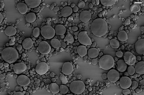 How do plants make starch? | John Innes Centre