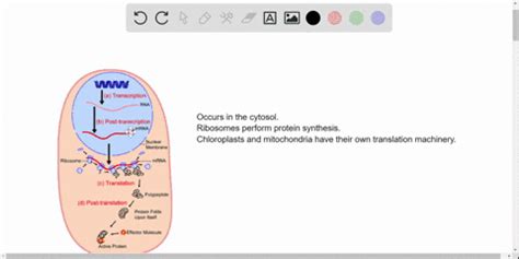 SOLVED:At what locations in the cell does protein synthesis occur?