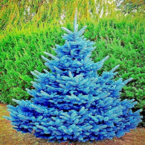 COLORADO BLUE SPRUCE TREE SEEDS (Picea pungens) "Glauca" Cold Hardy ...