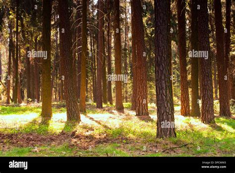 forest landscape with sandy road Stock Photo - Alamy