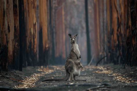 We Kill More Animals Than Australia’s Fires Every Day