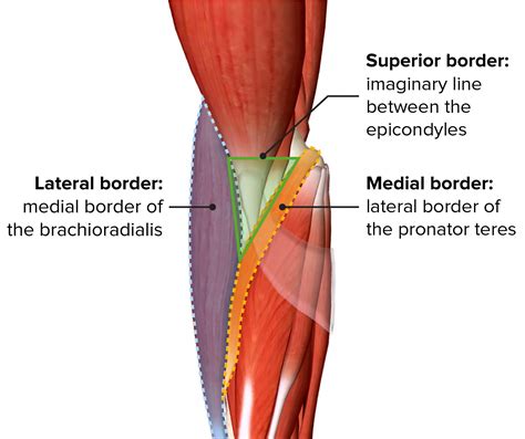 What Is Cubital Fossa Mnemonic - Infoupdate.org