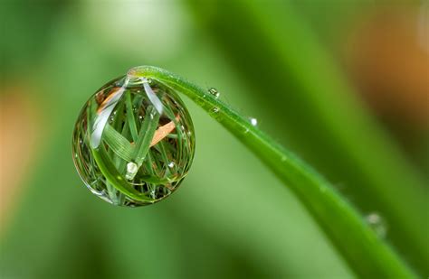 Dew Drop Natural by Alliec on DeviantArt