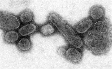 File:Reconstructed Spanish Flu Virus.jpg - Wikipedia, the free encyclopedia