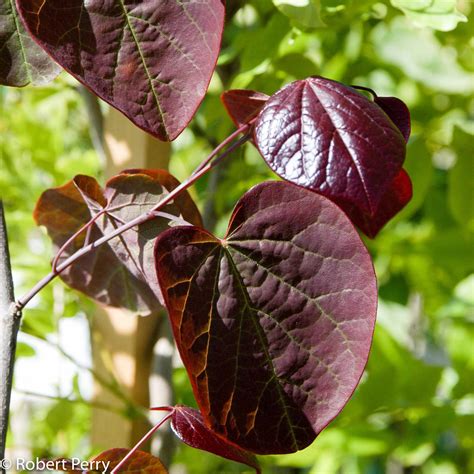 Purple-leaved eastern redbud - Waterwise Garden Planner