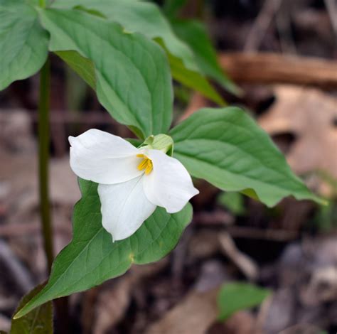 White Trillium – Wildflowers of Little Bass Lake