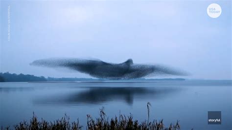 Murmuration is the Movement: Panelists discuss diversity in birding