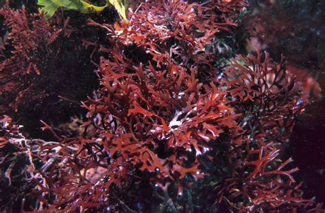 Sea Moss (Irish Moss): The Best 8 Benefits of the Red Seaweed Drink